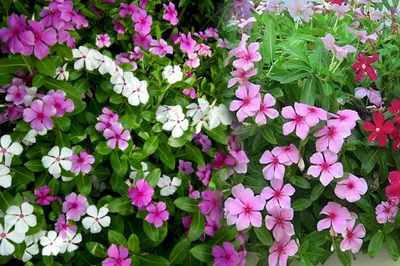 Hình ảnh cây dừa cạn với sắc hoa thật đẹp