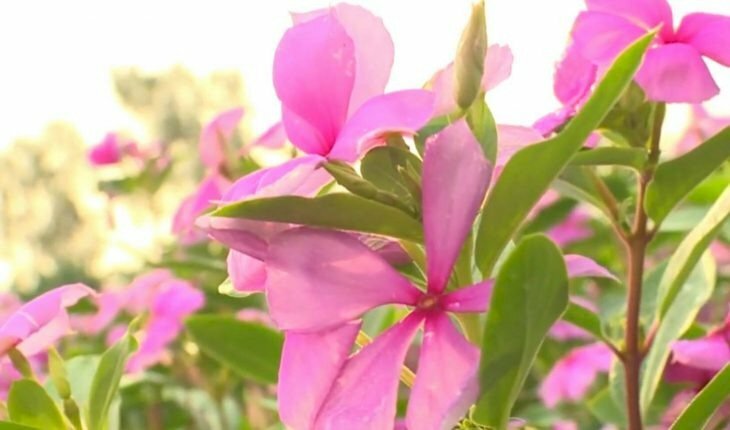 Hình ảnh cây hoa dừa cạn đẹp rực rỡ trong nắng