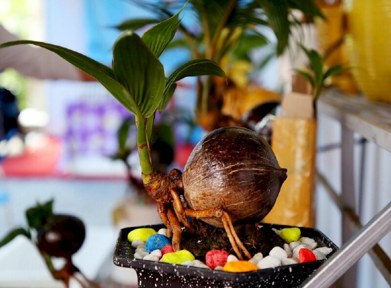 Hình ảnh cây dừa cảnh bonsai đẹp mắt