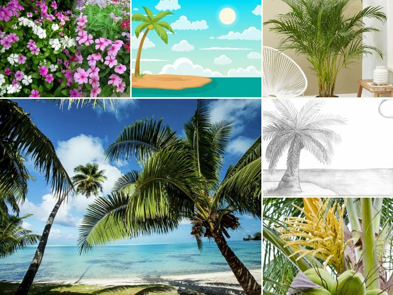 Hình nền Nền Cây Dừa Mùa Hè đẹp, Mùa Hè, Cây Dừa, Bờ Biển Background Vector  để tải xuống miễn phí - Pngtree