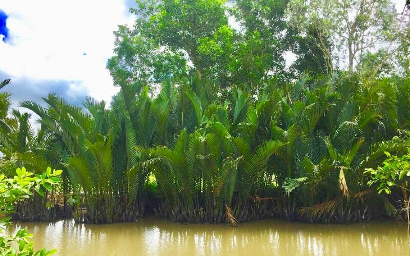 Hình ảnh cây dừa nước bên sông xanh mát