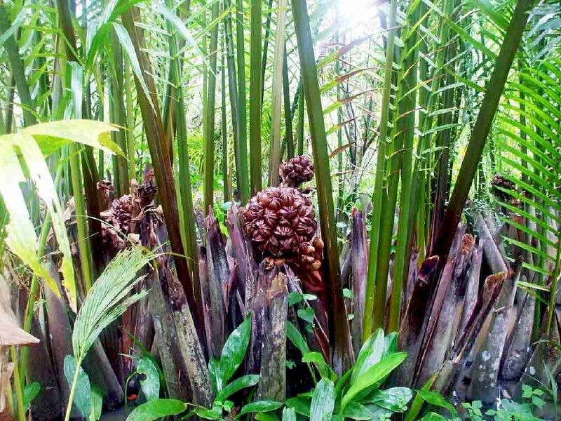 Hình ảnh cây dừa nước với chùm quả lúc lỉu