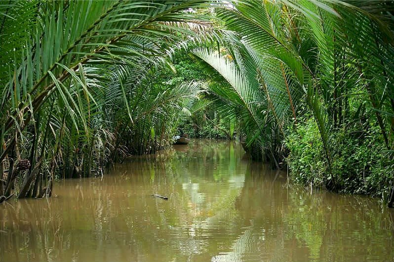 Hình ảnh rặng dừa nước bên sông thật bình yên