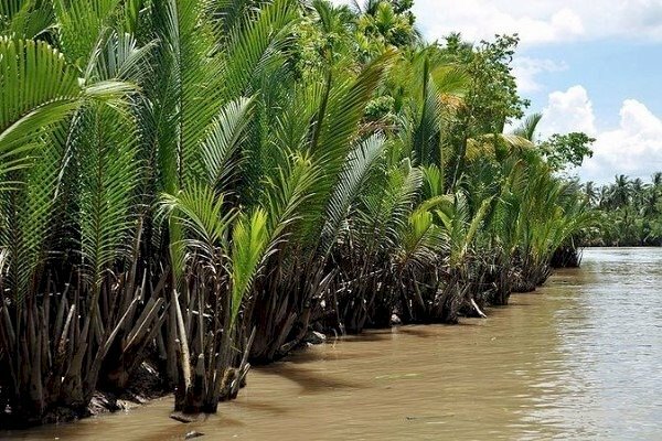 Hình ảnh về cây dừa nước ven sông thật nhẹ nhàng