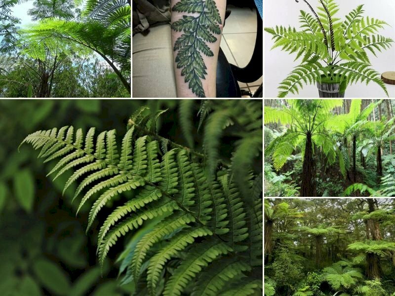 101 Hình ảnh cây dương xỉ đẹp nhất, tải miễn phí
