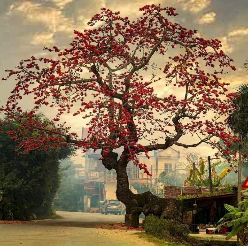 101 hình ảnh cây gạo đẹp, chất lượng cao, tải miễn phí 101 Hình Ảnh Cây Gạo Đẹp, Chất Lượng Cao, Tải Miễn Phí