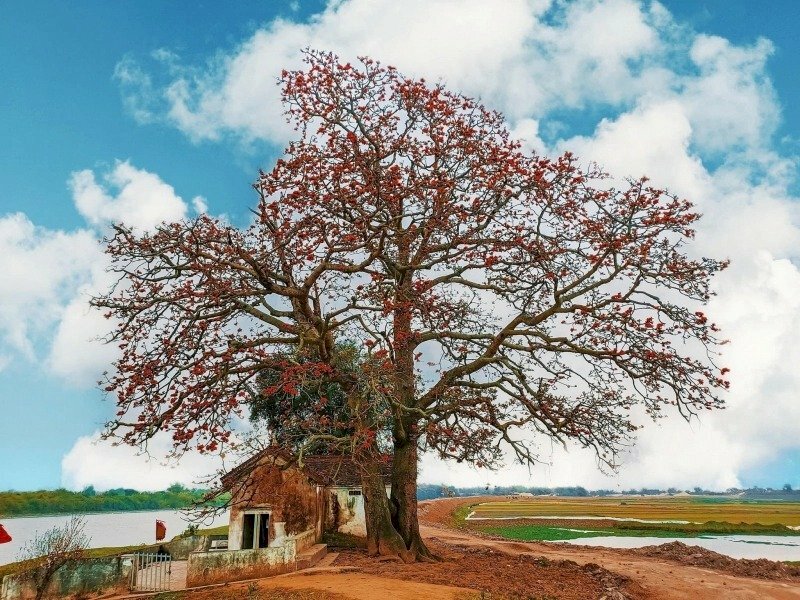 101 hình ảnh cây gạo đẹp, chất lượng cao, tải miễn phí 101 Hình Ảnh Cây Gạo Đẹp, Chất Lượng Cao, Tải Miễn Phí