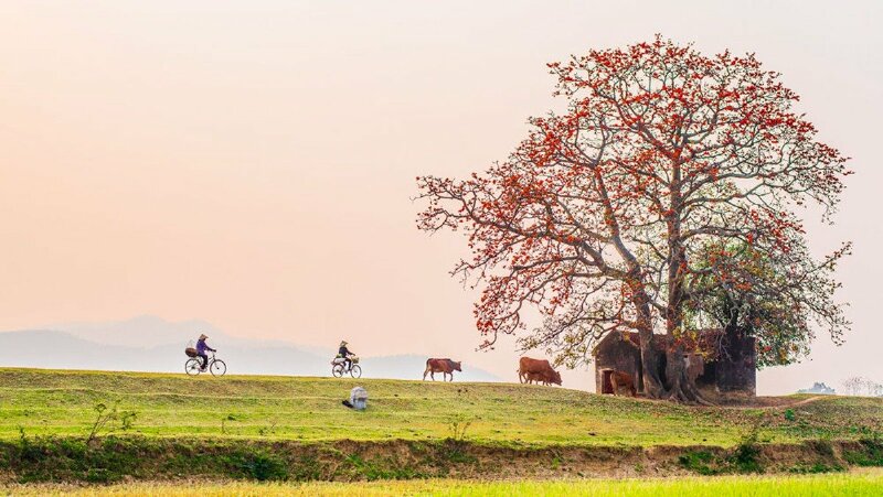 Hình ảnh cây gạo đầu làng và một không gian thật nhẹ nhàng, bình yên nơi làng quê trong chiều tà
