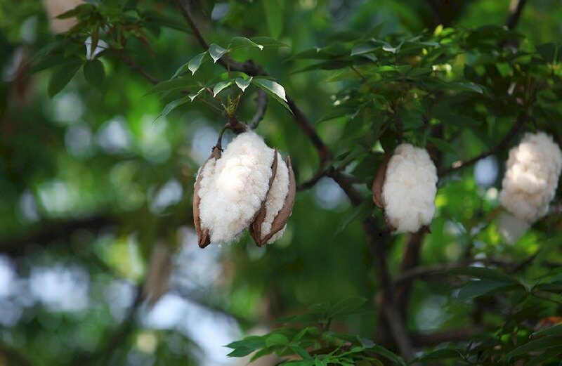 Hình ảnh cây hoa gạo trắng với những quả bông gòn trắng lạ mắt