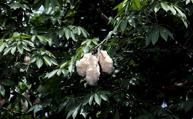 Hình ảnh cây gạo hoa trắng với những quả bông trắng chen giữa sắc lá xanh thật đẹp mắt