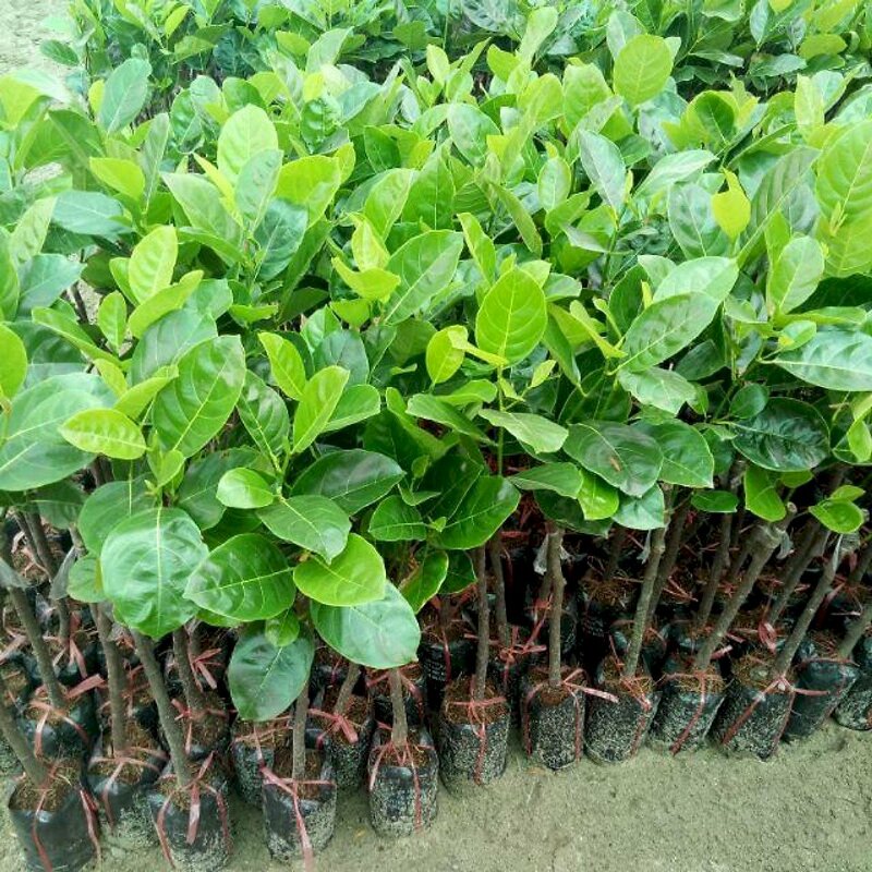 Hình ảnh cây giống mít thái với lá xanh tươi tốt