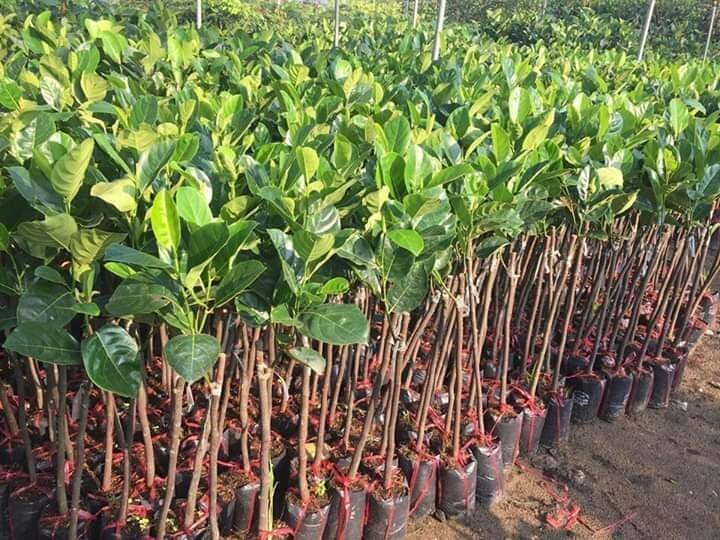 Hình ảnh những gốc cây giống mít thái với màu xanh tươi dưới ánh nắng