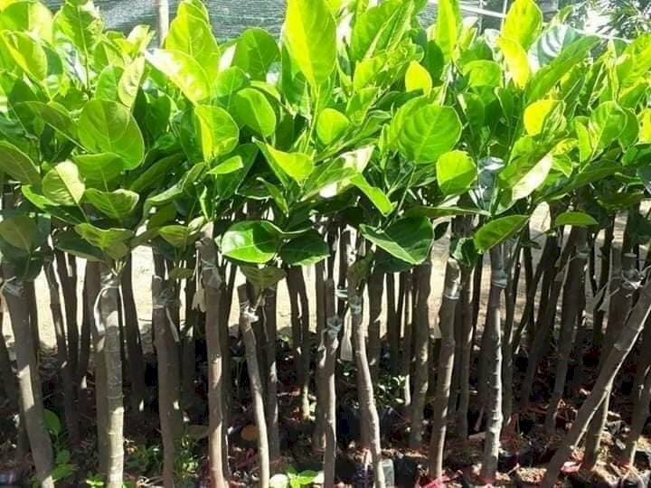 Hình ảnh cây giống mít thái khoẻ mạnh, tươi tốt