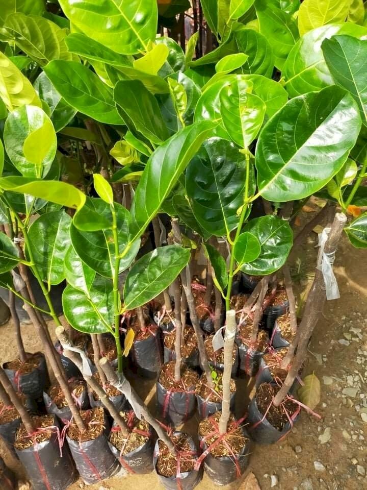 Hình ảnh cây mít thái làm giống cho quả ngon trái ngọt