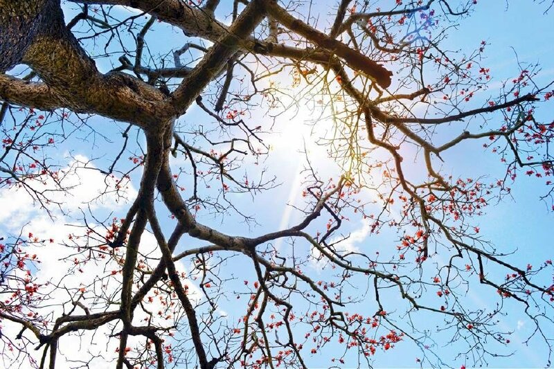 Hình ảnh cây gạo tía với sắc hoa đỏ rực rỡ trong nắng