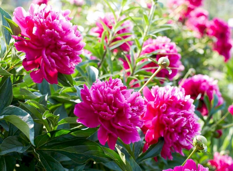 Hình ảnh những bông hoa mẫu đơn màu đỏ đẹp rực rỡ hút mắt nhìn trong ánh nắng