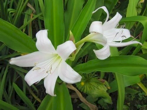 Ảnh cây trinh nữ hoàng cung với hoa trắng đẹp