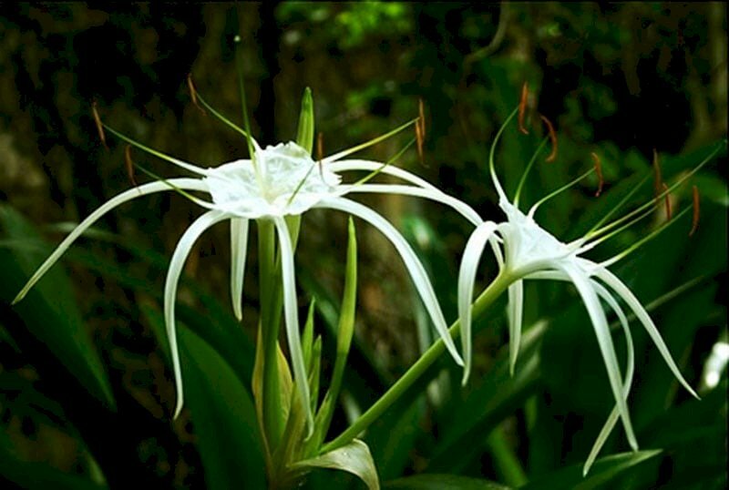 Hình ảnh cây hoa trinh nữ hoàng cung với vẻ đẹp lạ mắt