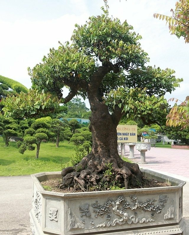 Hình ảnh cây khế bonsai dáng đẹp