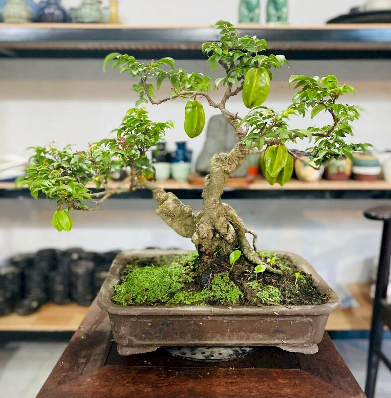 Ảnh cây khế bonsai mini