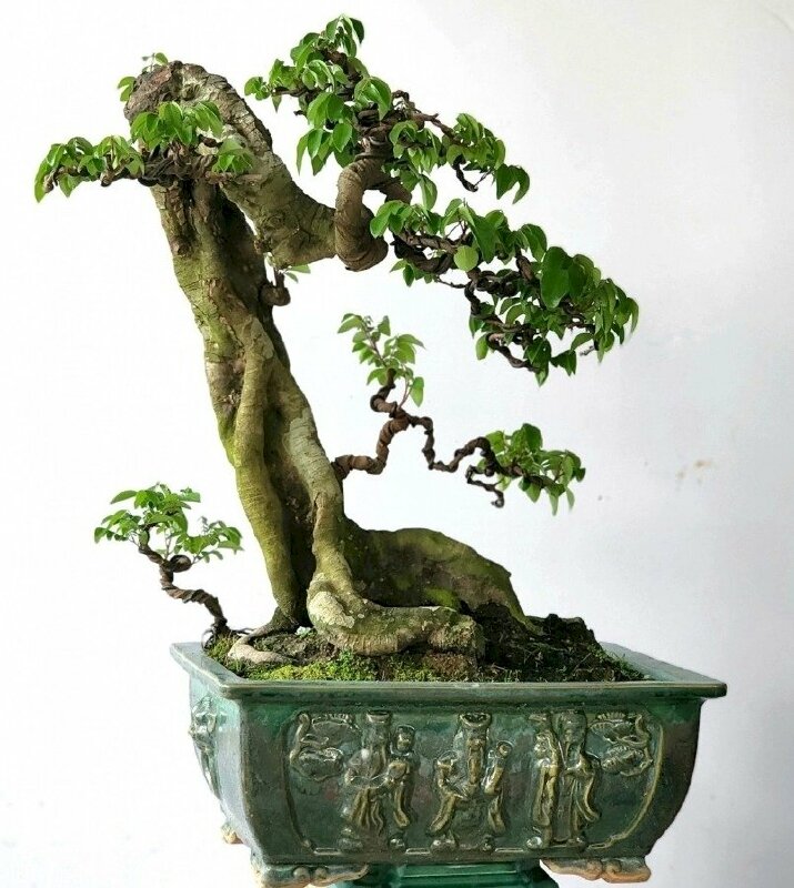 Hình ảnh cây khế bonsai tạo dáng độc lạ