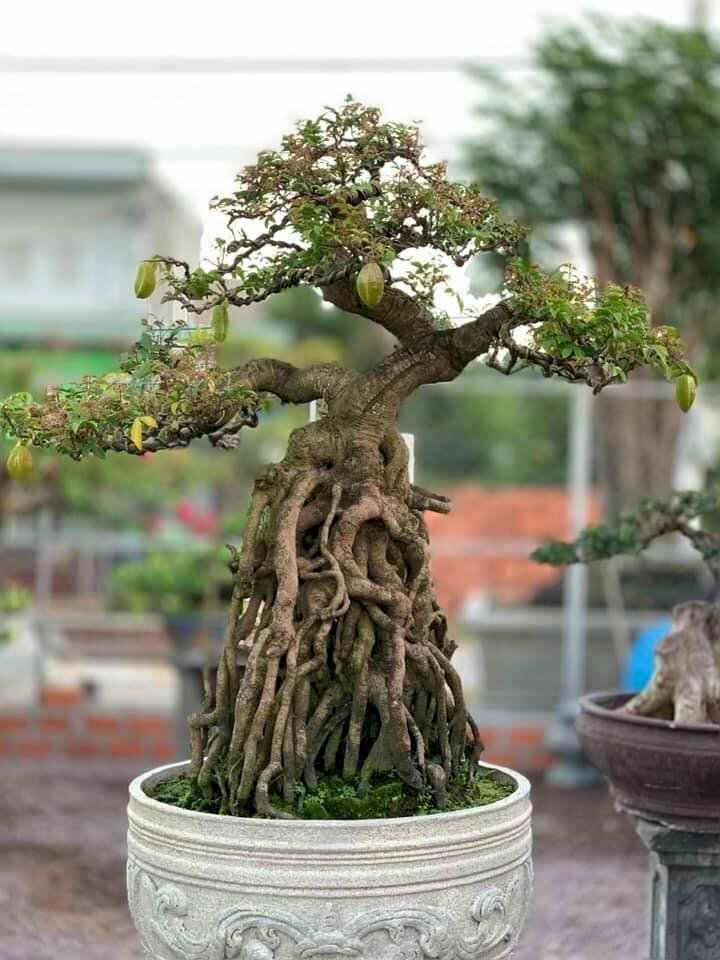 Hình ảnh cây khế bonsai tạo dáng cổ thụ tuyệt đẹp