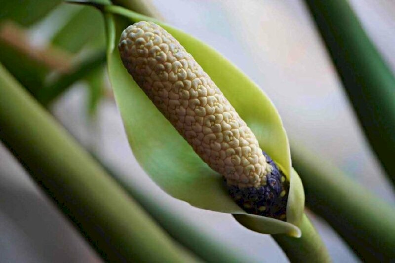 Hình ảnh hoa của cây kim phát tài với vẻ đẹp lạ mắt