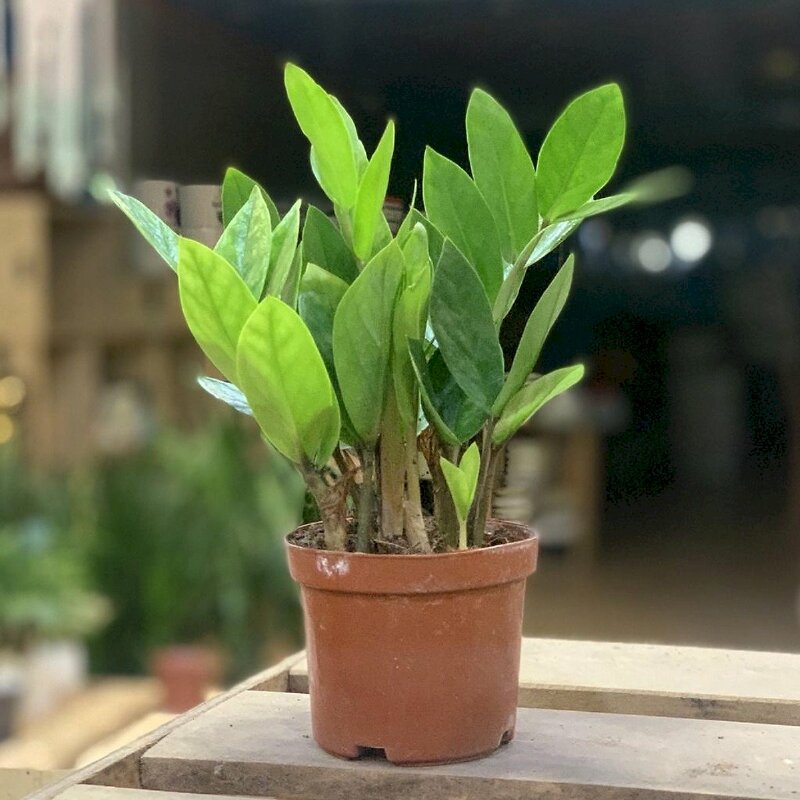 Hình ảnh cây kim phát tài trong chậu đơn giản, trang trí xinh xắn