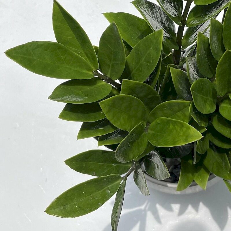 Hình ảnh cây kim phát tài đẹp