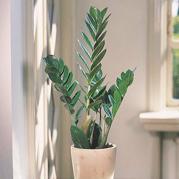 Ảnh cây kim tiền đẹp trong sắc nắng rực rỡ