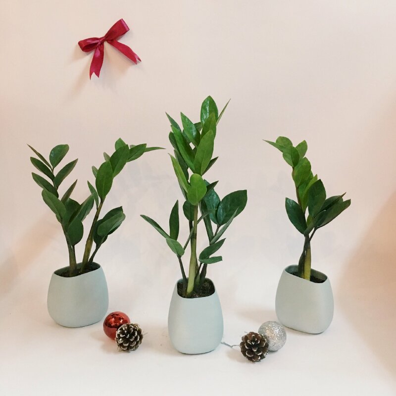 Những cây kim tiền mini để bàn đơn giản, xinh xắn