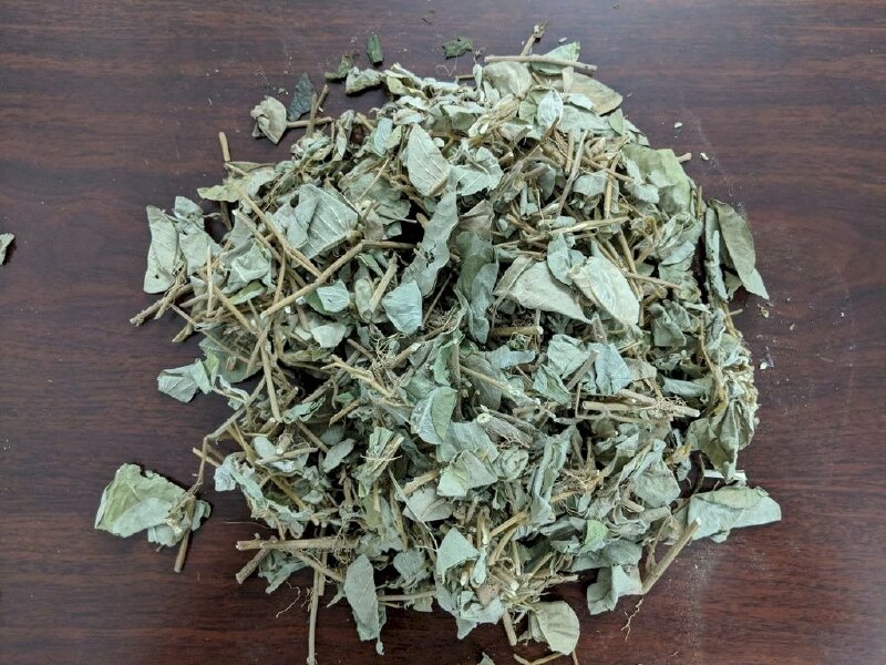 Hình ảnh cây kim tiền thảo sấy khô làm thuốc