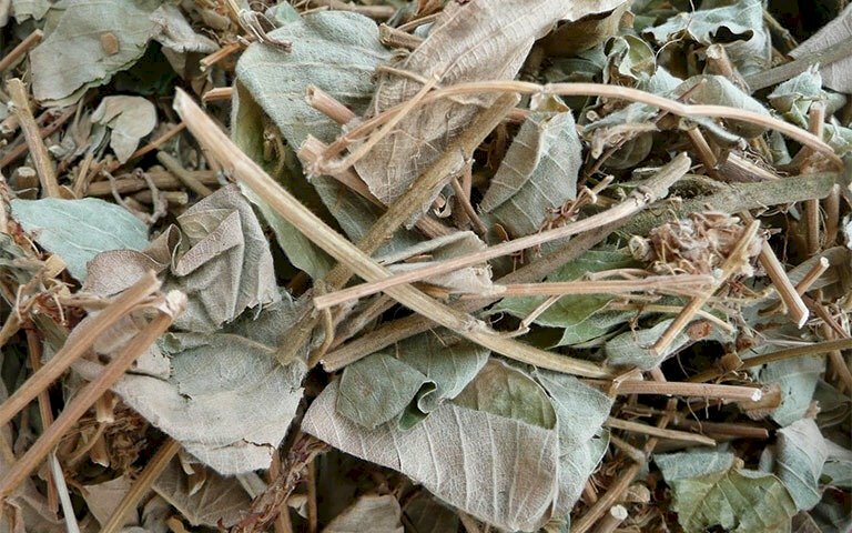 Cây kim tiền thảo khô, vị thuốc quý từ thiên nhiên