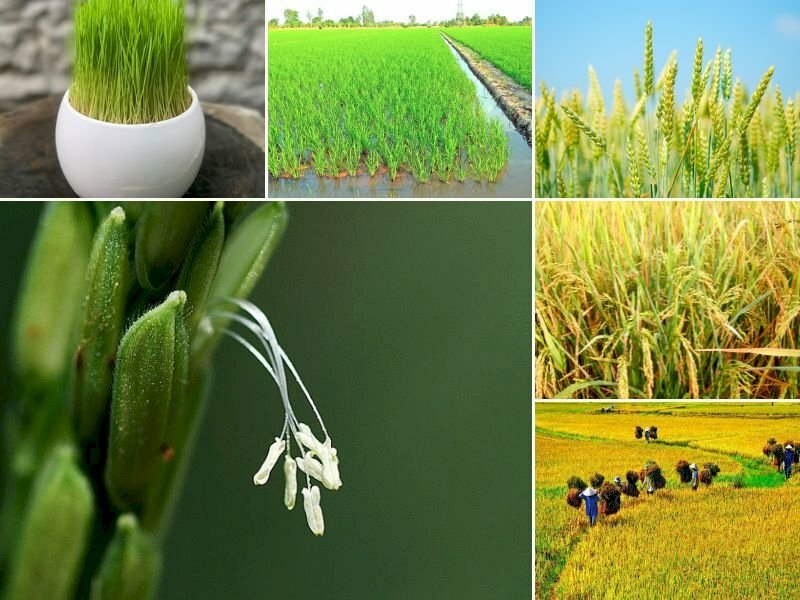 Điều kiện sản xuất kinh doanh hạt giống lúa