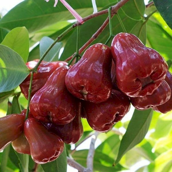 Hình ảnh chùm quả mận thật thích mắt