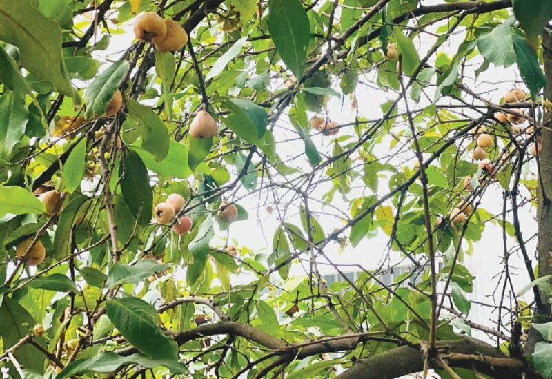 Hình ảnh cây mận với chùm quả chen lá xanh thật đẹp