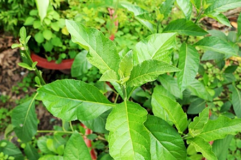 Hình cây mật gấu miền Nam với lá xanh tươi tốt