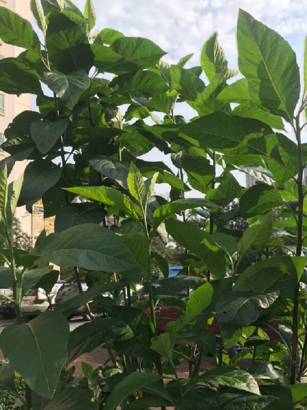 Hình ảnh cây mật gấu miền Nam