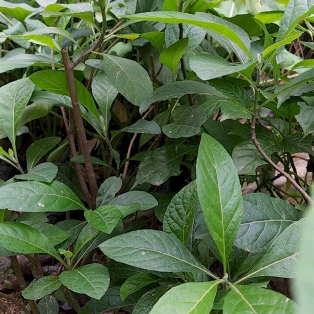 Cây giống cây mật gấu miền Nam