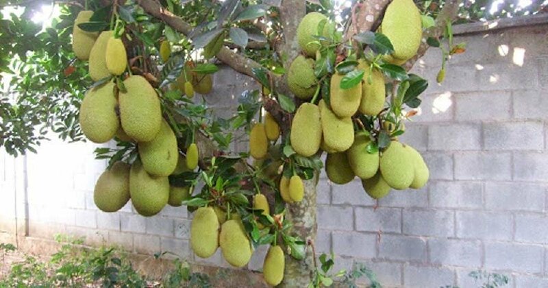 Hình ảnh cây mít thái sai quả nặng trĩu một góc vườn