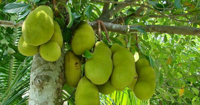 Hình ảnh cây mít sai quả thật thích mắt