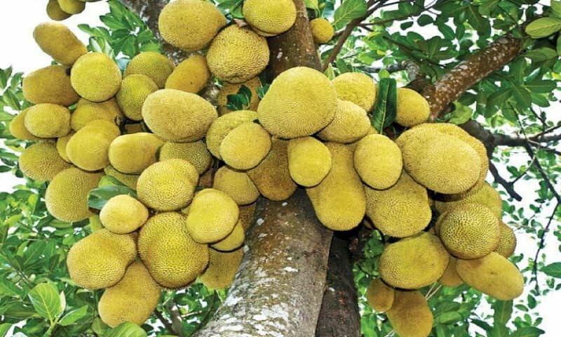 Hình ảnh cây mít sai trĩu quả thật thích mắt