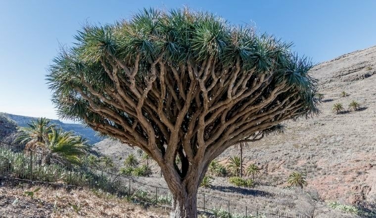 Cây phát tài núi dáng đẹp