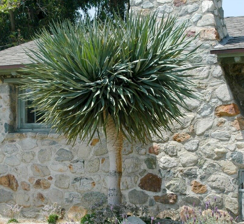 Hình ảnh cây phát tài núi đẹp và mang ý nghĩa phong thuỷ may mắn