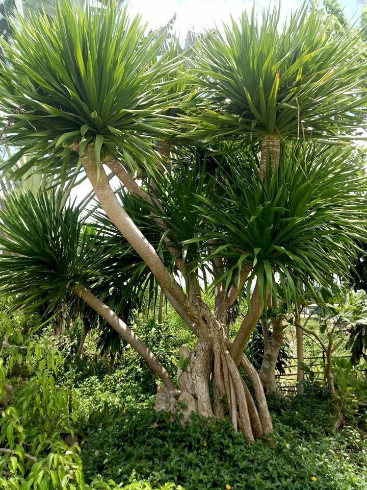 Hình ảnh cây phát tài núi đẹp