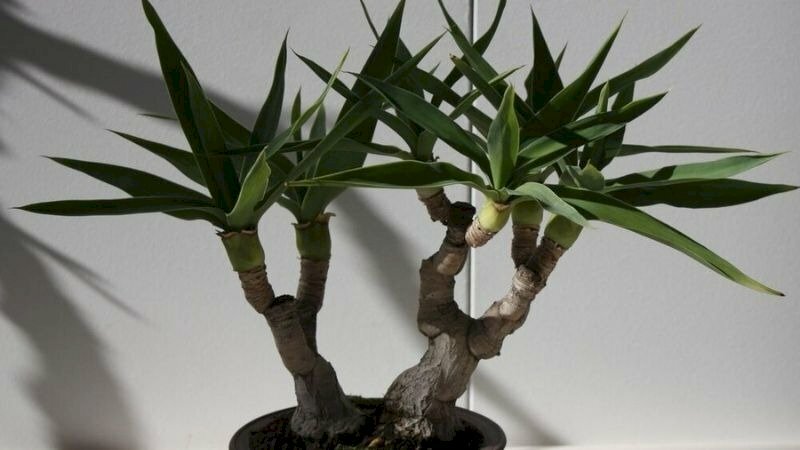 Chậu cảnh cây phát tài núi đẹp