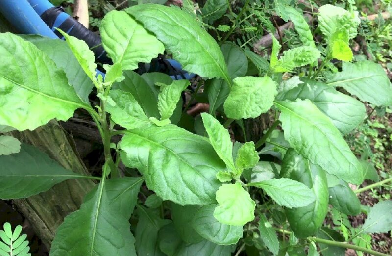 Hình ảnh cây rau cải trời xanh tươi trong tự nhiên