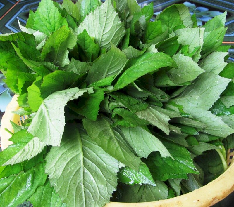 Cây rau cải trời tươi ngon, nhiều lợi ích cho sức khoẻ