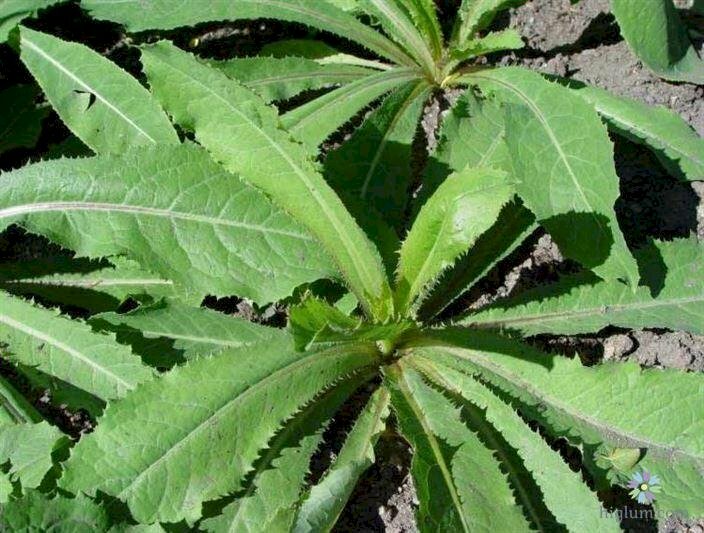 Cây rau cải trời, một vị thuốc quý tốt cho sức khoẻ