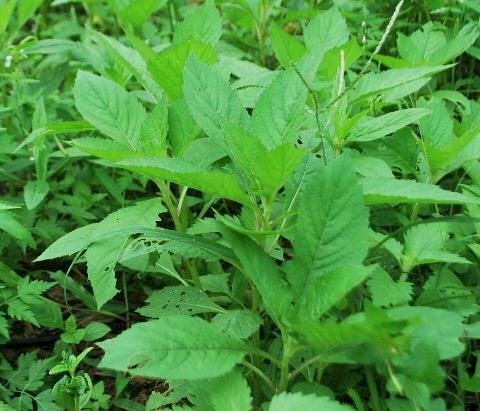 Hình ảnh cây rau cải trời